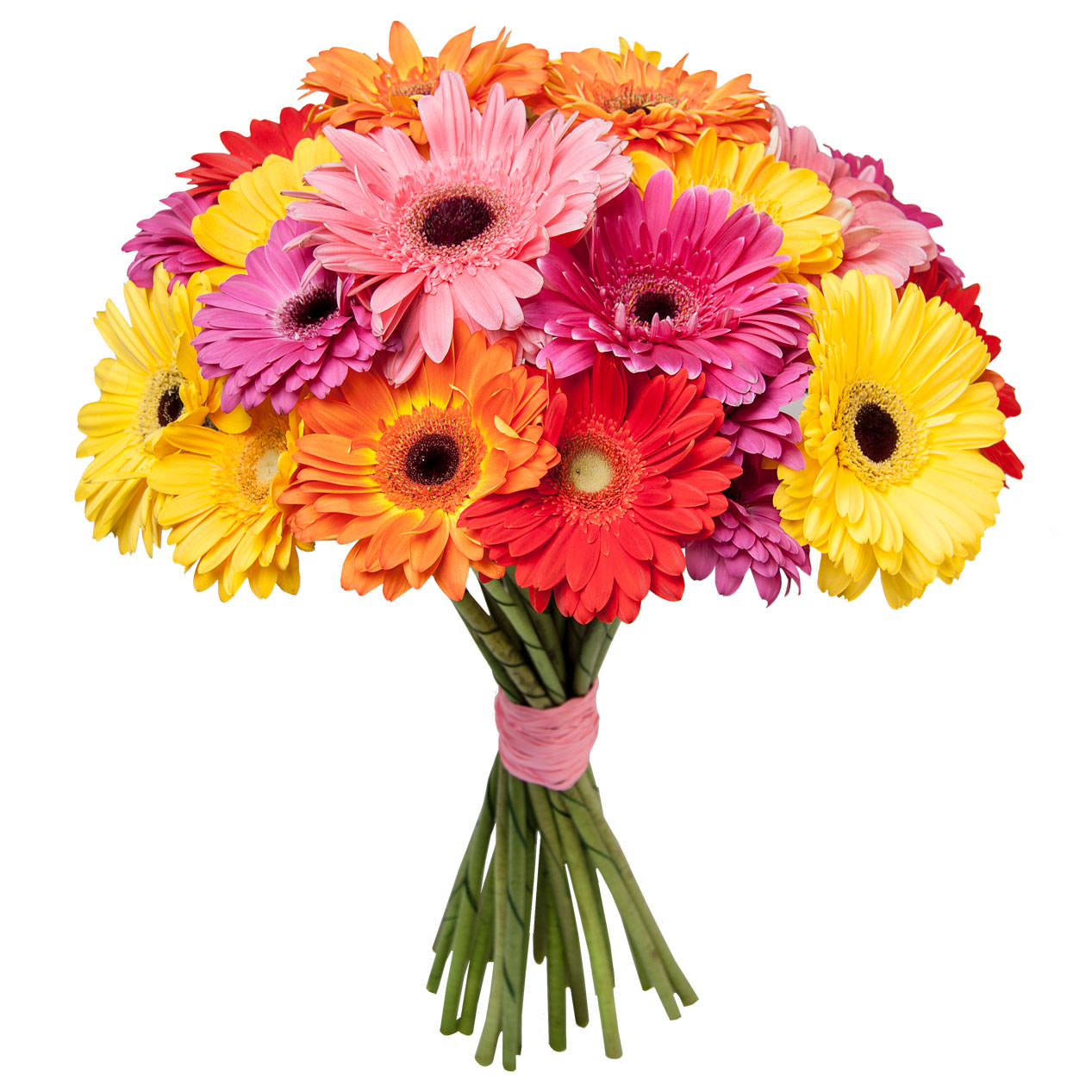 гербера ромелла. букет гербер микс. гербера ромелла. гермини микс. гербера alliance.